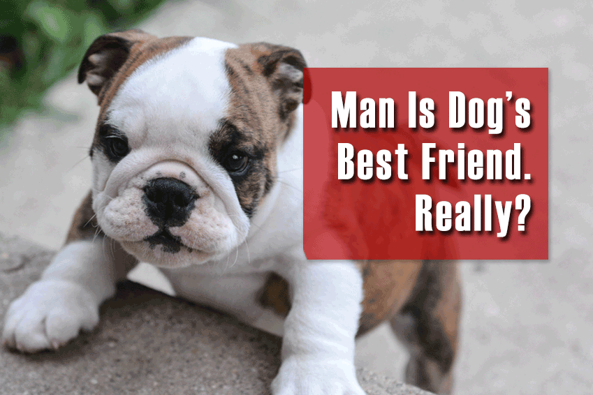 Man is Dog’s Best Friend. Really?